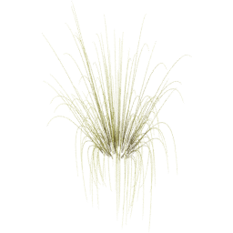 Miscanthus sinensis F spring