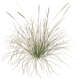 Muhlenbergia rigens A spring summer autumn