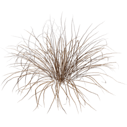 Muhlenbergia rigens A winter