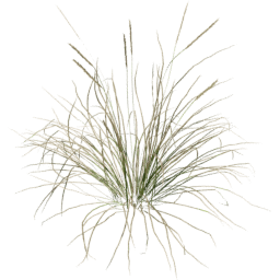 Muhlenbergia rigens B spring summer autumn