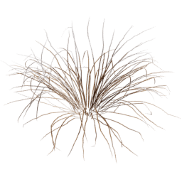 Muhlenbergia rigens B winter