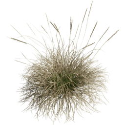 Muhlenbergia rigens C spring summer autumn