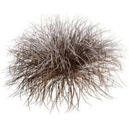 Muhlenbergia rigens C winter