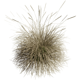 Muhlenbergia rigens D spring summer autumn