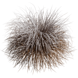 Muhlenbergia rigens D winter