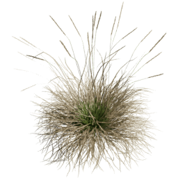 Muhlenbergia rigens E spring summer autumn