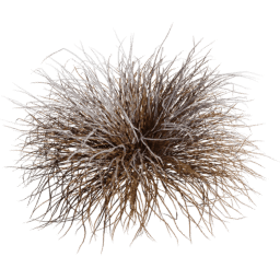 Muhlenbergia rigens E winter