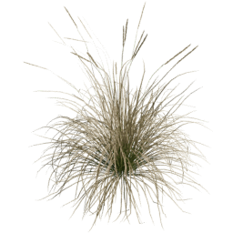 Muhlenbergia rigens F spring summer autumn