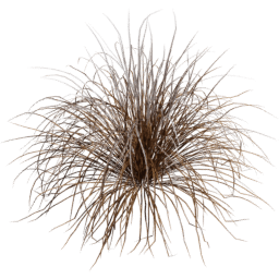 Muhlenbergia rigens F winter