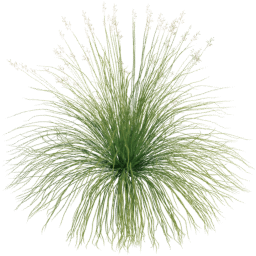 Panicum virgatum A spring