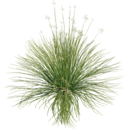 Panicum virgatum B spring