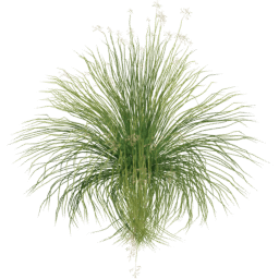 Panicum virgatum C spring