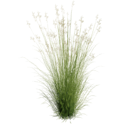 Panicum virgatum D spring