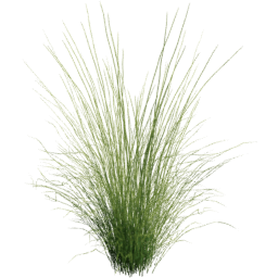 Panicum virgatum E spring