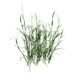 Phalaris arundinacea A spring