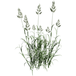 Phalaris arundinacea A summer autumn