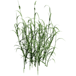 Phalaris arundinacea B spring