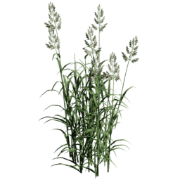 Phalaris arundinacea C summer autumn