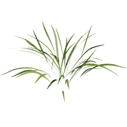 Poa trivialis A spring summer