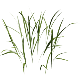 Poa trivialis B spring summer