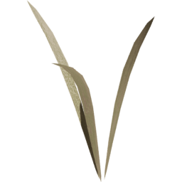 Strands Dry Lolium perenne A spring summer