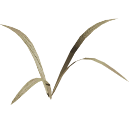 Strands Dry Lolium perenne B spring summer