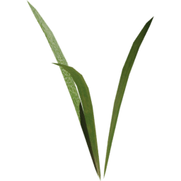 Strands Lolium perenne A spring summer