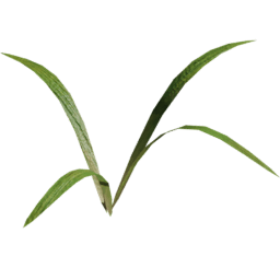 Strands Lolium perenne B spring summer