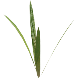 Strands Lolium perenne C spring summer