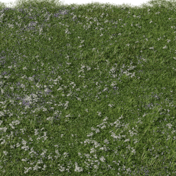 Grass Achillea B spring summer