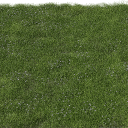 Grass Bellis C spring summer