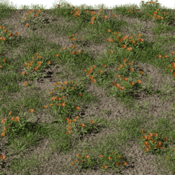 Grass Calendula D spring summer