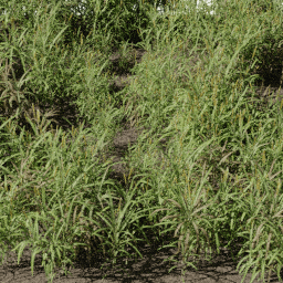 Grass Cenchrus purpureus C spring summer