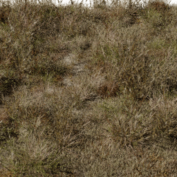 Grass Digitaria dry A autumn