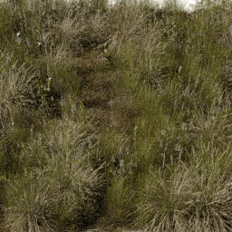 Grass Dry field C spring summer