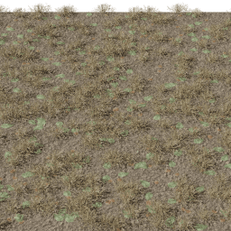 Grass Dry with leaves A summer autumn