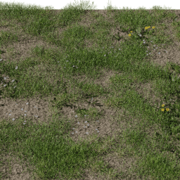 Grass European Meadow A spring summer