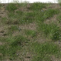 Grass European Meadow B spring summer