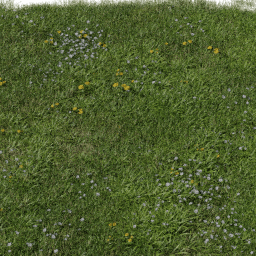 Grass European Meadow D spring summer