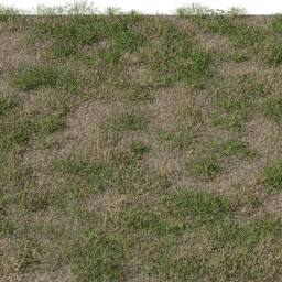 Grass Lawn Semi Dry A summer autumn