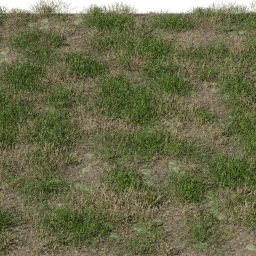 Grass Leaves A spring summer