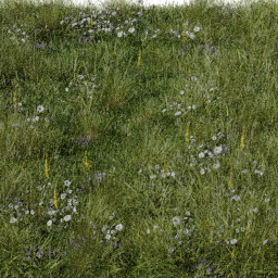 Grass Meadow flowers tall A spring summer