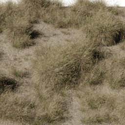 Grass Muhlenbergia dry A spring summer autumn