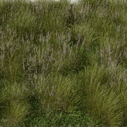 Grass Tall bromus A spring summer