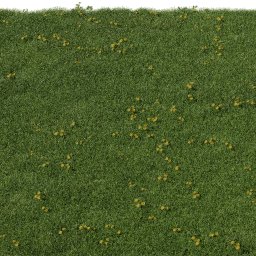 Grass Teraxacum C spring summer