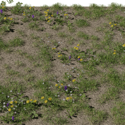 Grass Wildflowers A spring summer