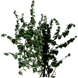 Corner in Hedera helix A spring summer autumn