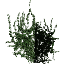 Corner in Hedera helix B spring summer autumn