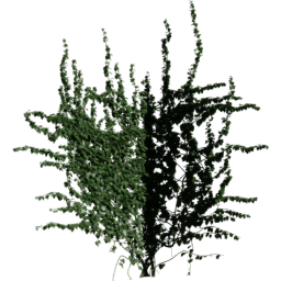 Corner in Hedera helix C spring summer autumn