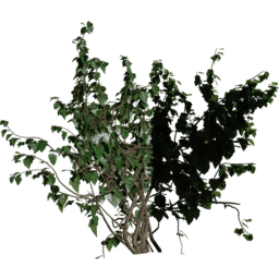 Corner out Hedera helix A spring summer autumn